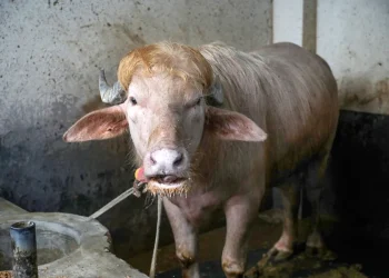 Un búfalo albino parecido a Donald Trump se vuelve una sensación viral en Bangladés