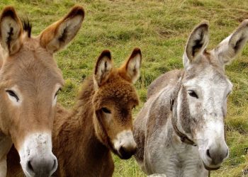 El 8 de mayo es Día Mundial del Burro