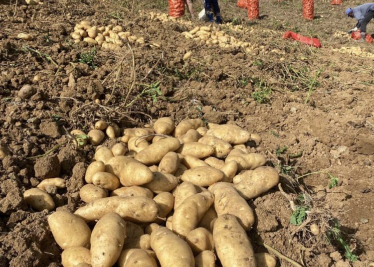 Gobierno comprará producción de papas en Tireo a partir del lunes