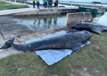 Denuncian consumo de dos ballenas kogia halladas muertas en playa de Azua