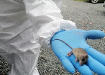 Confirman en Panamá la primera muerte por hantavirus