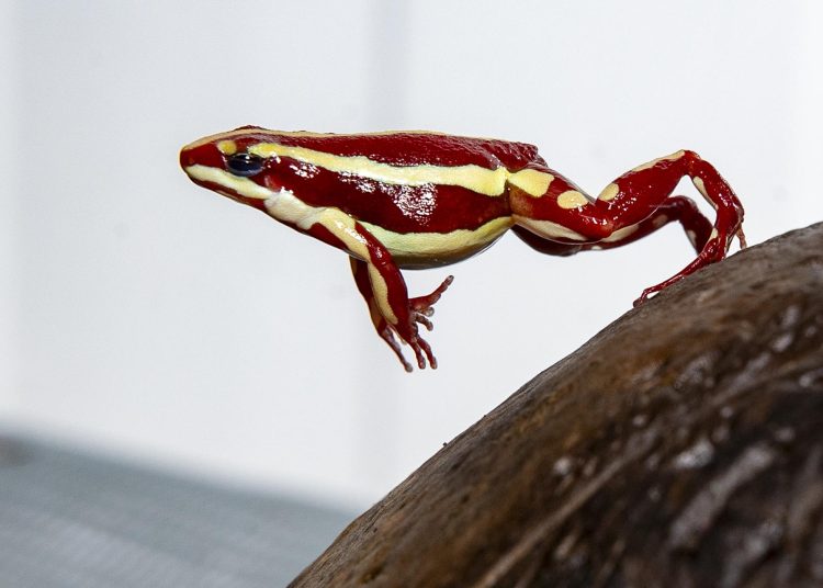 La rana venenosa de caso Navalni, una cotizada mascota exótica afectada por tráfico ilegal