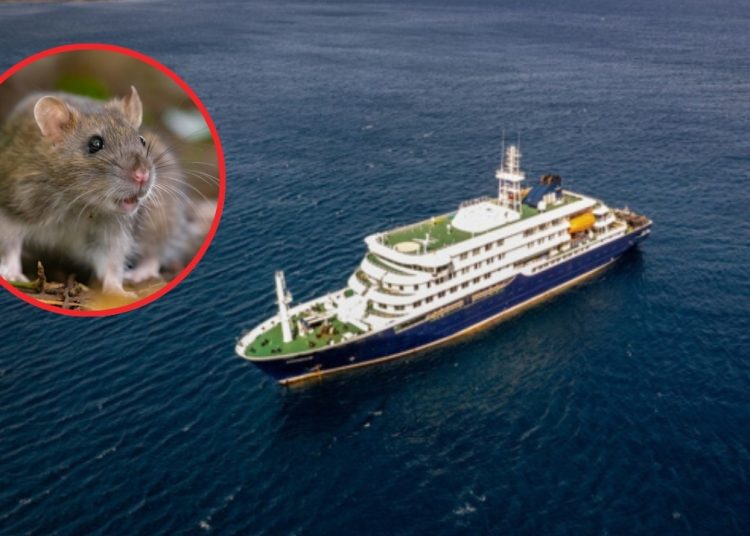 La OMS eleva a 8 los casos de hantavirus en el crucero que salió desde Argentina