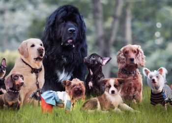 ¡Firulais, hoy es tu día! 28 de mayo: Día Mundial del Perro sin Raza