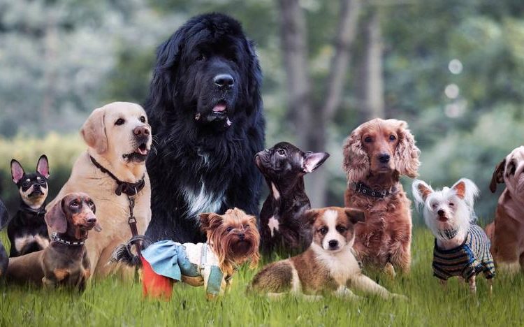 ¡Firulais, hoy es tu día! 28 de mayo: Día Mundial del Perro sin Raza