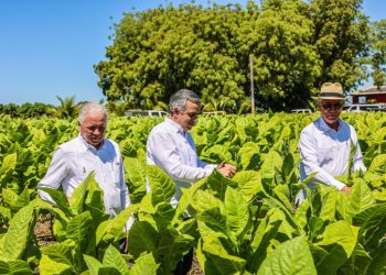 RD reporta 1.359 millones de dólares en exportaciones de tabaco en 2025