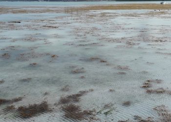 Pese al sargazo, bañistas continúan visitando la playa de Boca Chica