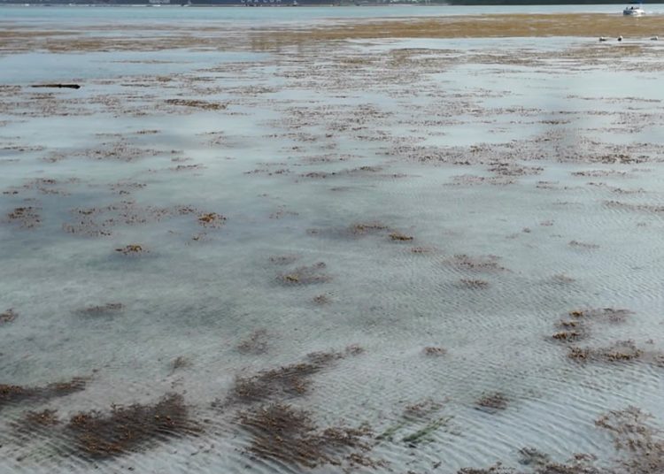 Pese al sargazo, bañistas continúan visitando la playa de Boca Chica