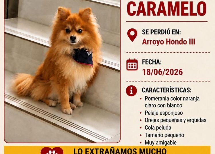 Buscan a “Caramelo”, un perro pomerania desaparecido en Arroyo Hondo III