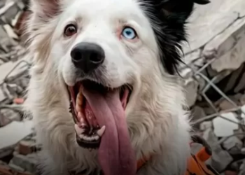 Tsunami, el perro rescatista que pasó del abandono a salvar vidas en Venezuela