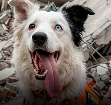 Tsunami, el perro rescatista que pasó del abandono a salvar vidas en Venezuela