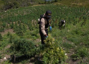 DNCD eleva a 3,533 las plantas de marihuana decomisadas en San José de Ocoa