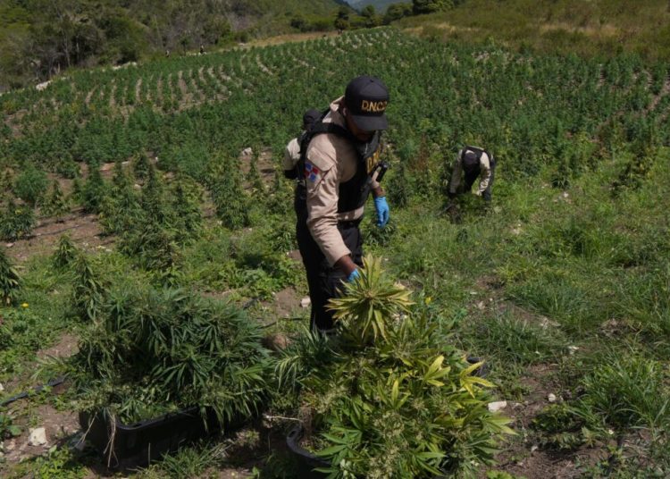 DNCD eleva a 3,533 las plantas de marihuana decomisadas en San José de Ocoa