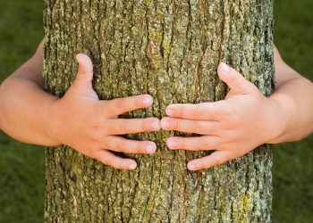Hoy, 28 de junio, se conmemora el Día Mundial del Árbol