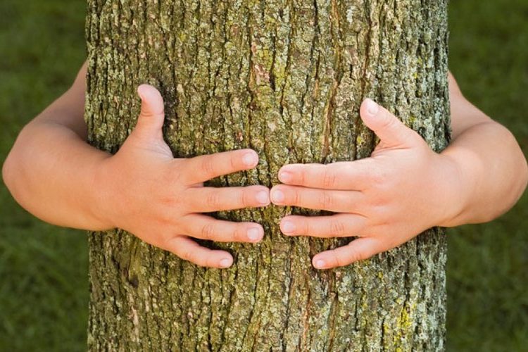 Hoy, 28 de junio, se conmemora el Día Mundial del Árbol