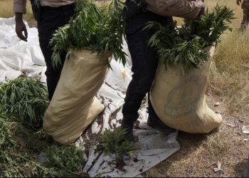 DNCD desmantela plantación de marihuana en San José de Ocoa; tres personas fueron arrestadas
