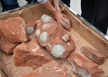 Hallazgo histórico: encuentran en un cajón el primer hueso de dinosaurio de la Antártida
