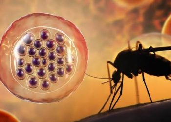 Aclaran un misterio de décadas sobre cómo los parásitos de la malaria invaden las células