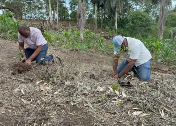Medio Ambiente y Alcaldía realizan jornada de reforestación en zona depredada en Río Boyà