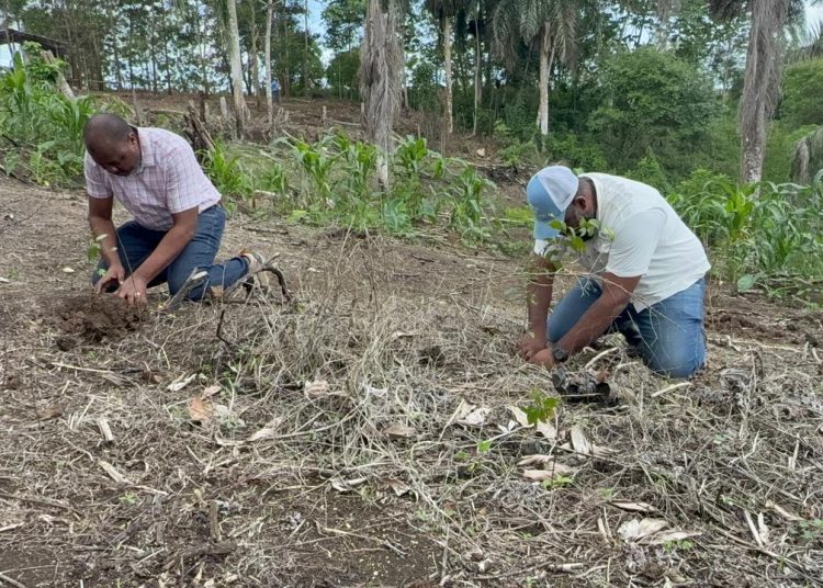 Medio Ambiente y Alcaldía realizan jornada de reforestación en zona depredada en Río Boyà