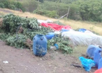 Autoridades desarticulan supuesto laboratorio clandestino y ocupan plantación de presunta marihuana en El Pinar, Ocoa