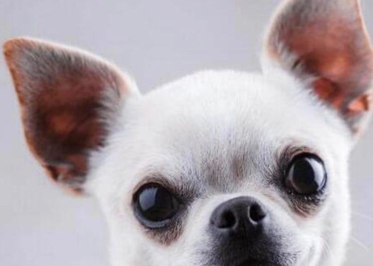 “Que se lleve to’ y me deje mi perro”: hombre denuncia disputa con expareja por custodia de chihuahua