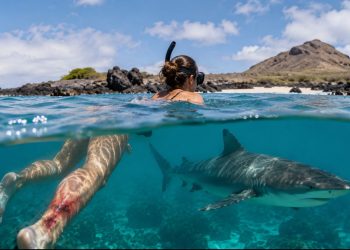 Un tiburón ataca a una turista australiana en una pierna en las islas Galápagos de Ecuador