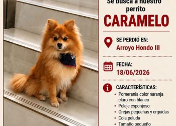 Buscan a «Caramelo», un perrito extraviado en Arroyo Hondo III