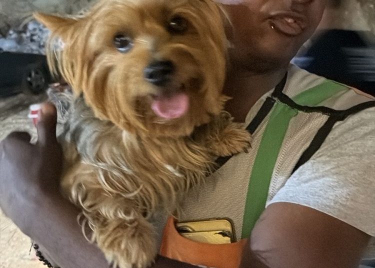 Popi es encontrado sano y salvo tras haber sido reportado como extraviado en Santo Domingo Oeste