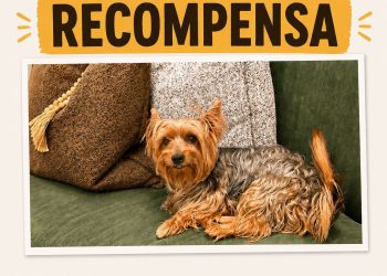 Piden ayuda para encontrar a “Popi”, perrito extraviado en Santo Domingo Oeste
