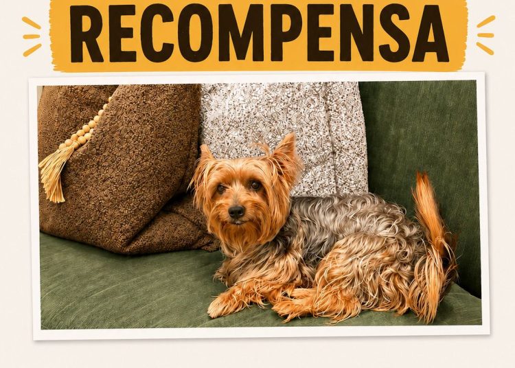 Piden ayuda para encontrar a “Popi”, perrito extraviado en Santo Domingo Oeste