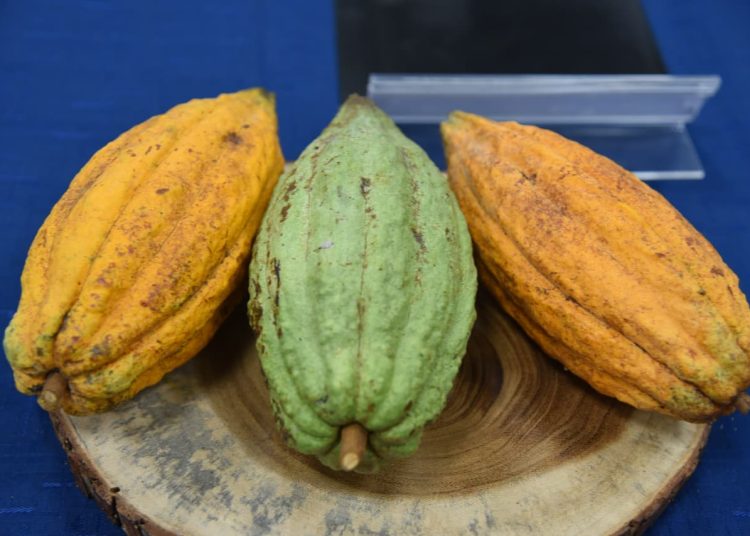 Agricultura lanza Protocolo País para cumplir reglas europeas en el cacao