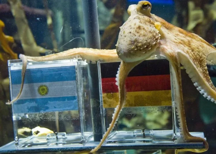 De Paul el pulpo a la Inteligencia Artificial: así evolucionan los pronósticos para el Mundial