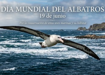 Día Mundial del Albatros o Alcatraz (19 de junio)