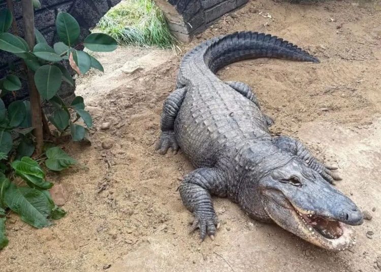 Niño de tres años queda grave tras ser lanzado a recinto de cocodrilos en zoológico