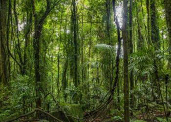 Día Internacional de la Preservación de los Bosques Tropicales