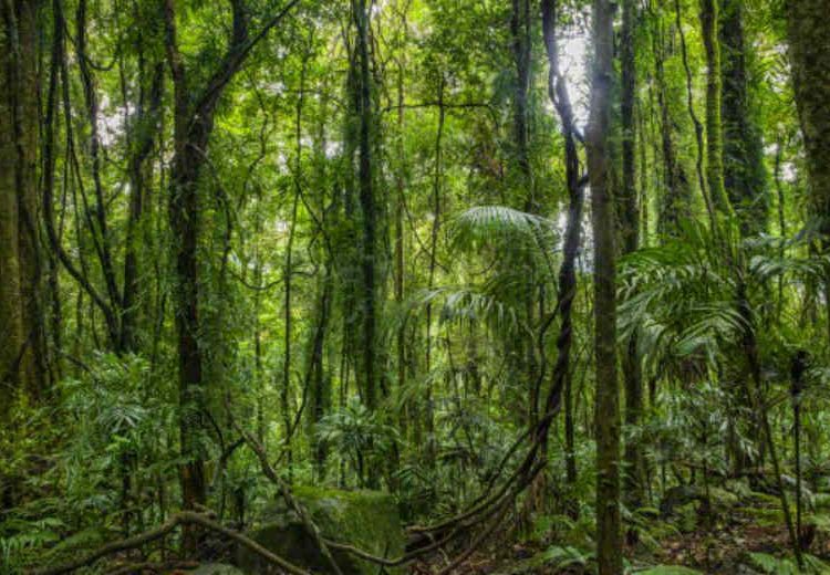 Día Internacional de la Preservación de los Bosques Tropicales
