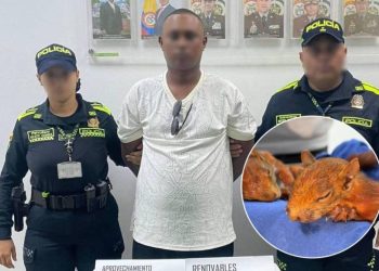 Hombre intentó viajar a República Dominicana con dos ardillas ocultas en sus genitales; una murió tras el rescate
