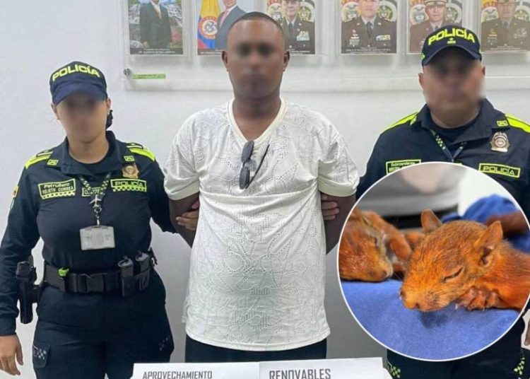 Hombre intentó viajar a República Dominicana con dos ardillas ocultas en sus genitales; una murió tras el rescate