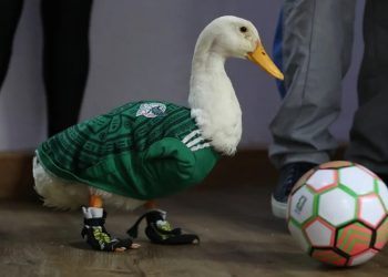 Merlín, el pato que conquistó el Mundial y cambió la vida de una familia mexicana