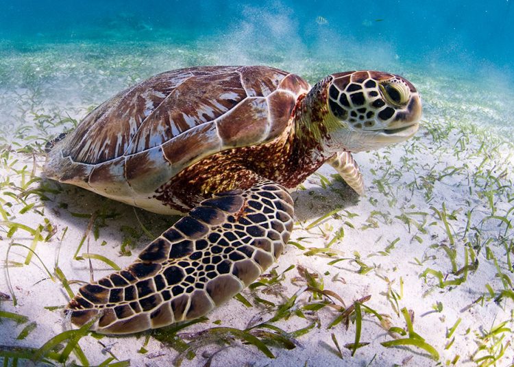 16 de junio: Día Mundial de las Tortugas Marinas