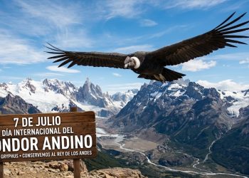 Día Internacional del Cóndor Andino: una fecha para proteger a una de las aves más emblemáticas de Sudamérica