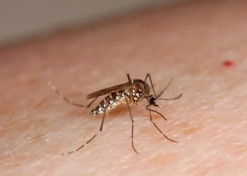 Estudio revela que el mosquito del dengue puede aprender a ignorar los repelentes