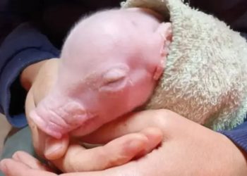 Argentina logra el nacimiento del primer cerdo clonado de Latinoamérica para futuros trasplantes en humanos
