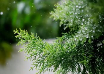 Indomet prevé disminución de las lluvias y aumento del polvo del Sahara