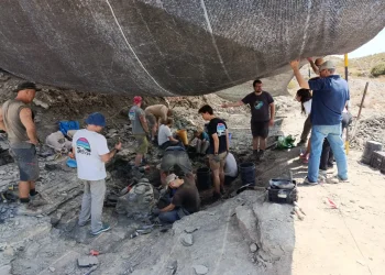 Restos fósiles hallados en Igea apuntan a una especie de dinosaurio no descrita