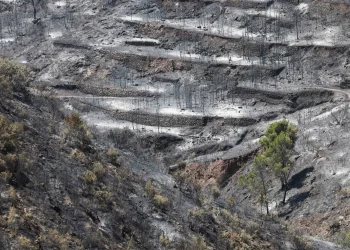 Ciencia e incendios: expertos del CSIC asesoran sobre la evolución del fuego