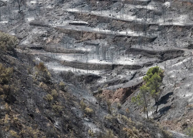 Ciencia e incendios: expertos del CSIC asesoran sobre la evolución del fuego