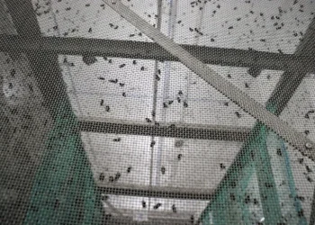 Una planta de moscas estériles en México facilitará la reapertura de la frontera con EE.UU.