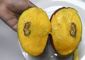 Alertan prohibición de Estados Unidos al mango quebraría a 1,200 productores